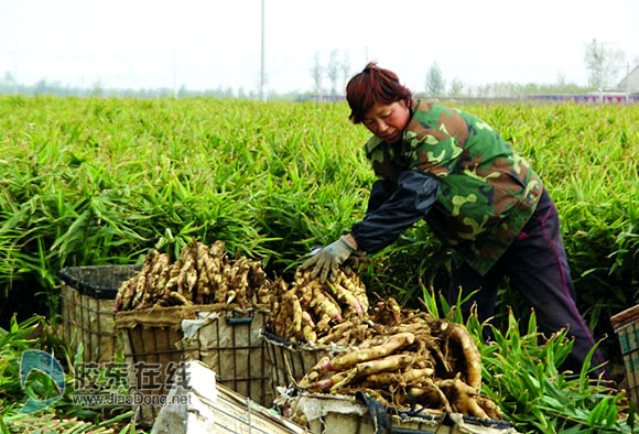一亩地产多少斤油菜籽-讲并解:油菜籽的出油率