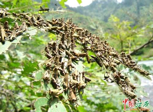 江西遂川一株杞树上爬满成千上万蝗虫(图)