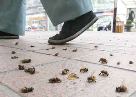 大连万只蜜蜂集体坠亡 疑误食杀虫剂(图)