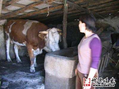 <em>女人与</em>公牛相交图片