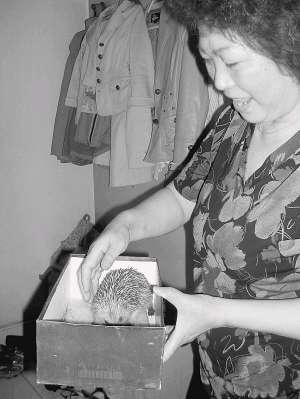 捡个刺猬带回家后不吃不喝 拾主心疼求助记者