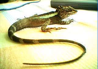 [怪虫现身昆嵛山续]动物专家:怪虫学名北草蜥-