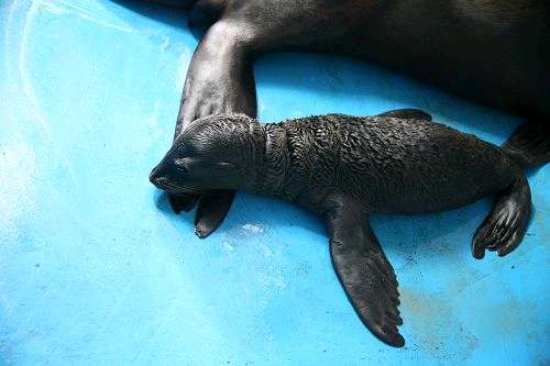 美女海狮再得千金 小海狮叫声像鸽子