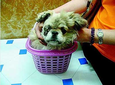 虐狗事件在沈上演 主人残忍挖掉小狗眼(图)