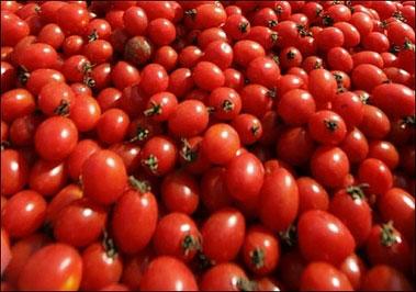 以色列培育转基因西红柿