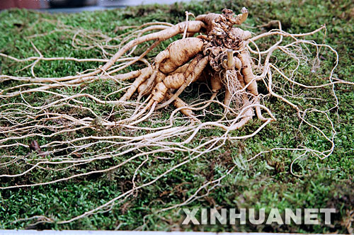 长白山发现一棵300岁野山参 卖出300万元天价