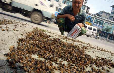 近马路万只神秘死亡尸体铺满蜜蜂面(图)肝癌身上有蜘蛛痣图片
