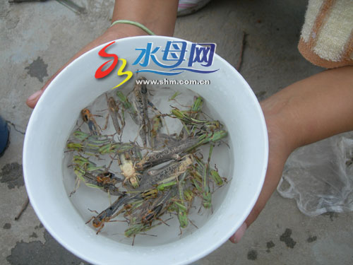 <em>招远姑娘</em>育出彩色蝗虫 生长周期特别短(图)-蝗