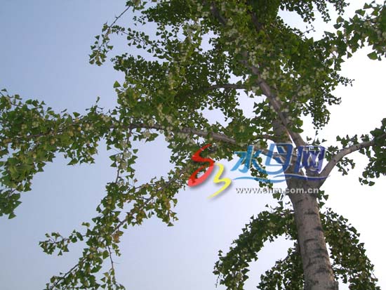 胶东在线消息 昨天,记者行至南大街发现,文经大厦对面和老百货大楼西侧有不少银杏树,长满了一串串的银杏果!