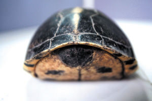 ͼƬ����