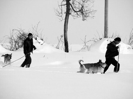 河南驻马店山民趁雪打猎 带狗猎杀野生动物(图