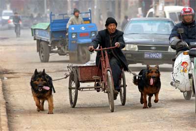 双犬拉车成为街头一景