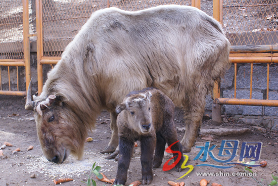 南山公园新生小羚牛征名 同时接受市民认养