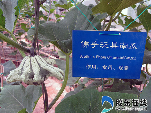 胶东在线网5月3日讯(见习记者 魏琪) 五一小长假,短途旅游的市民比较多。昨天和前天除了烟台市内旅游景点异常火爆外,一向静谧的烟台农博园也火了起来。今天,记者和众多游人一起在农博园领略了瓜果飘香的自然美景。 农博园里,市民比往常多了好几倍。游客们边走边欣赏着成片壮观的香蕉林、单株结果达几万个的西红柿树 、产量1000多斤空中地瓜树、重达二百多斤的特大南瓜等。游客在花海、绿景中放飞心情,尽心领略瓜果飘香的自然美。喷泉边上、科技娱乐园中,许多小朋友或和家长一起嬉戏,或在热带水果园品尝现摘