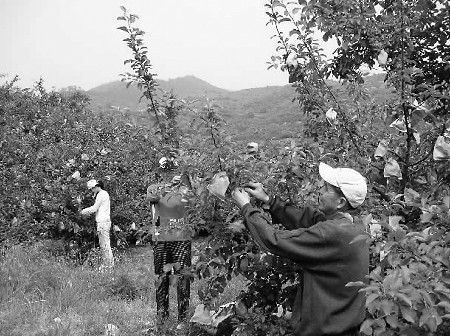 牟平区今年苹果普遍增产 预计套袋25亿个-苹果