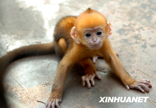 海南首次人工繁育黑叶猴成功[组图]