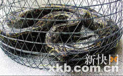 村民圈养百斤野生大蟒 体长5米重达51公斤(图)-蟒蛇-新闻中心