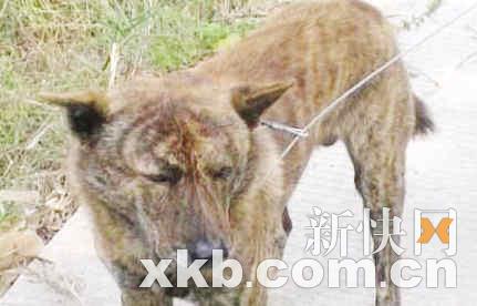 广东偷狗贼横行 每日盗卖狗肉上千公斤(图)