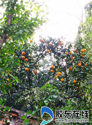 一棵江南橘子树 莱州安家大丰收(图)-江南,橘子