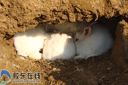 收费站附近现兔窝+收费员警察轮流保护(图)