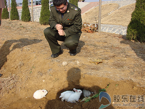 收费站附近现兔窝+收费员警察轮流保护(图)