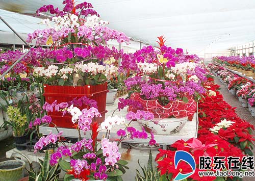 喜迎佳节 烟台农博园冬季推优惠活动(图)-烟台