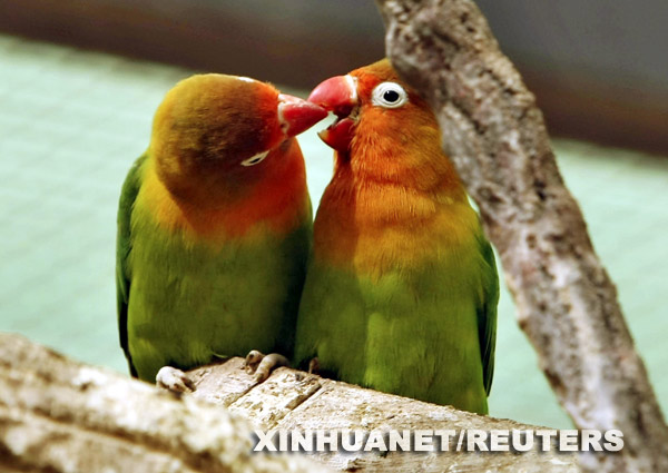 在天愿作比翼鸟(组图)