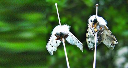 济南近期天气转暖 美国白蛾虫蛹已陆续羽化 -美国,白蛾-新闻中心