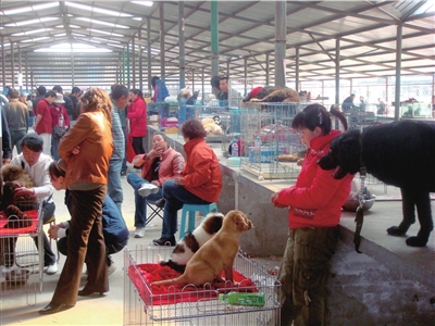 狗市造假黑幕多 染毛价翻番血统证书也造假(图)-小狗-新闻中心