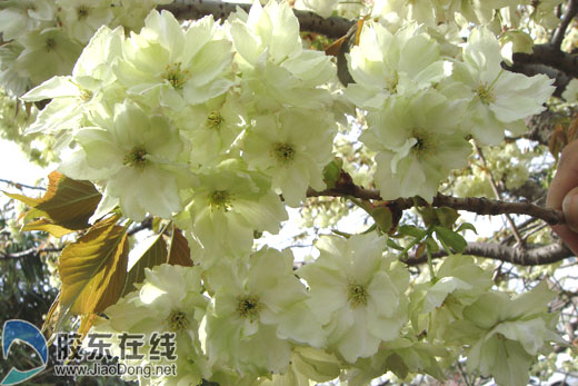 五·一赏花忙 烟台农博园第三届樱花观赏节