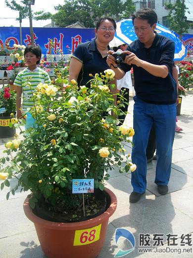 莱州月季花节开幕 今日集中签约项目23个(图)-