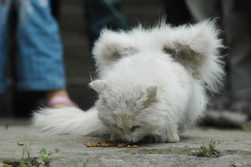 小猫长翅膀主人害怕无奈将其扔掉(图)-猫