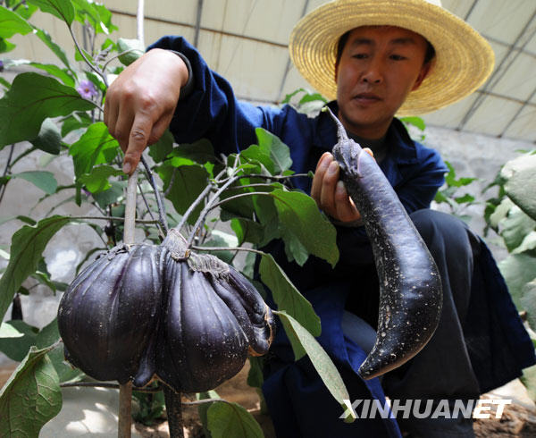 搭载神七进太空种子开花结果茄子大如哈密瓜-