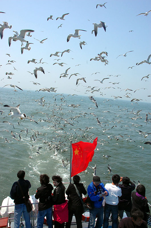 万鸟岛与海鸥的一次亲密接触