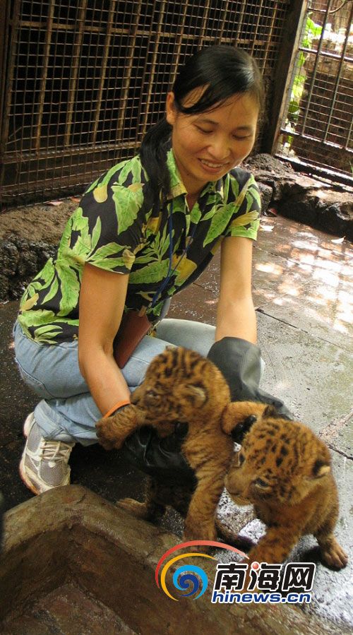 奇兽"虎狮兽"在海南热带野生动植物园诞生