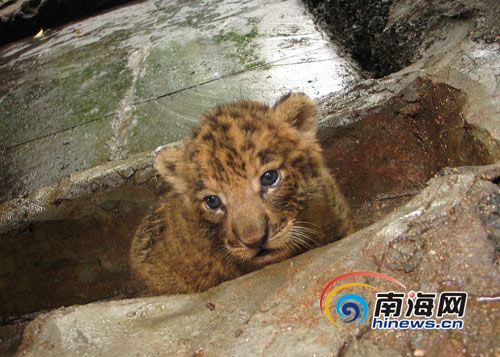 奇兽"虎狮兽"在海南热带野生动植物园诞生