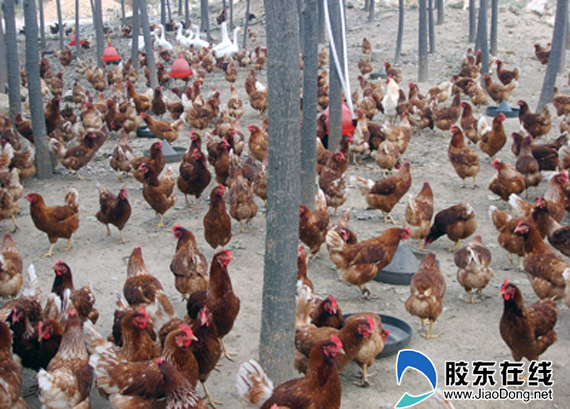 板栗园里养山鸡 莱州山区农民新辟致富路(图)-