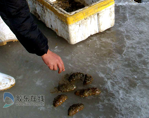 价格翻番 老汉刨冰挖海参(组图)-海参