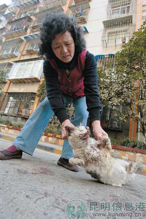 流浪母猫疑被仿真枪打死 健康猫崽双眼被缝(图)