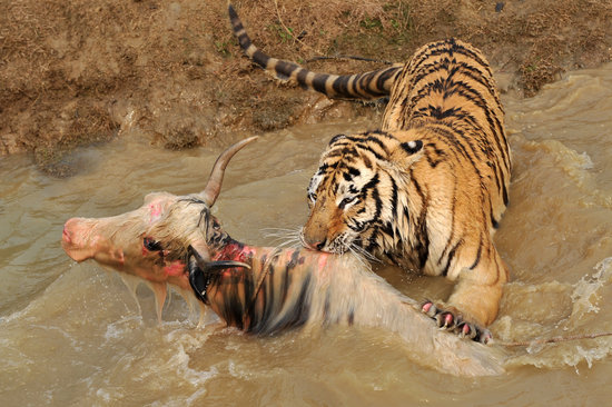 动物园牦牛误入猛兽区被老虎咬死