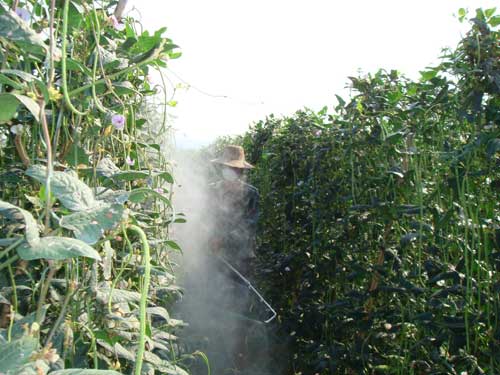 海南毒豇豆事件调查:高毒农药仍有售(图) 各地