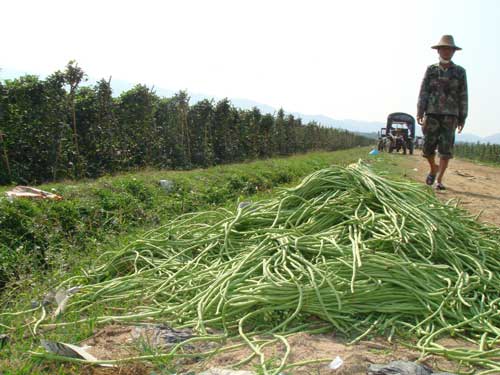 海南毒豇豆事件调查:高毒农药仍有售(图) 各地