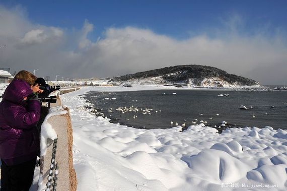 这个冬季的故事:天鹅 天鹅湖和摄影人 社会新闻