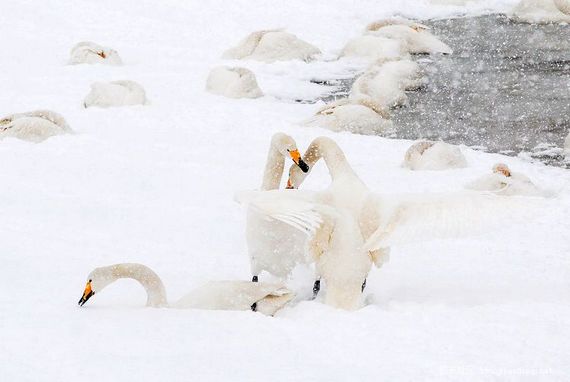 这个冬季的故事:天鹅 天鹅湖和摄影人 社会新闻