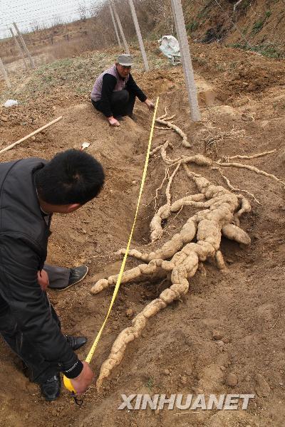 4月4日,河南安阳栝楼种植开发示范基地的工作人员测量巨型栝楼根的