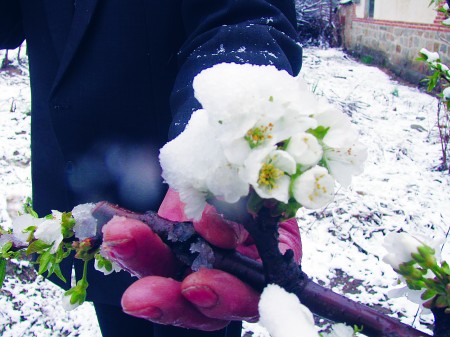 花期大樱桃遭雪打枝头 6000亩露天樱桃 很受伤