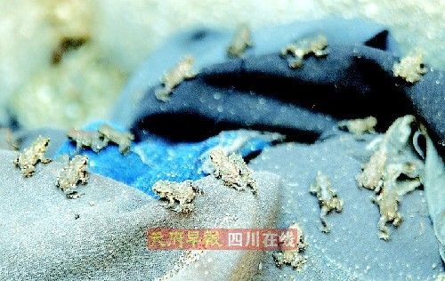 成都万余蛤蟆 排队游街 专家否认系地震前兆 世