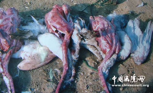 网上问法 丹江口一渔民毒杀野生大天鹅一审获刑