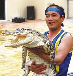 驯鳄奇人来青岛献技当众将头伸入鳄鱼口图
