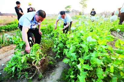 种植百株罂粟为炒菜+青岛魔鬼花数量惊人(图)